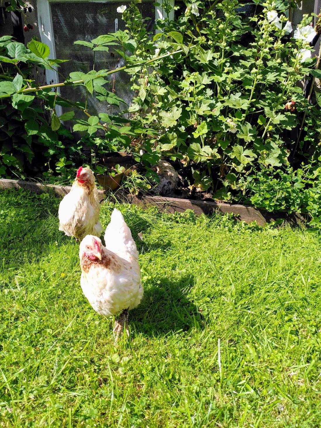 Laegenhet Naturnaera I Henån Exterior foto